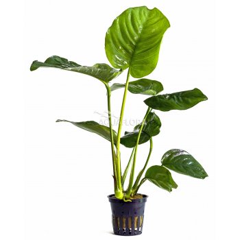 AQUAFLORA - ANUBIAS BARTERI